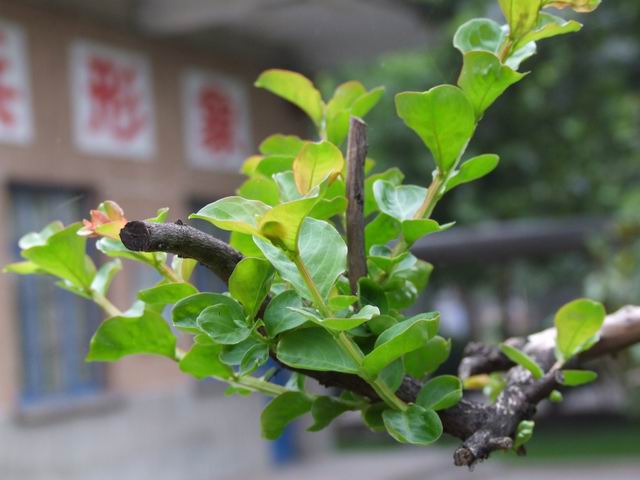 枯树逢春