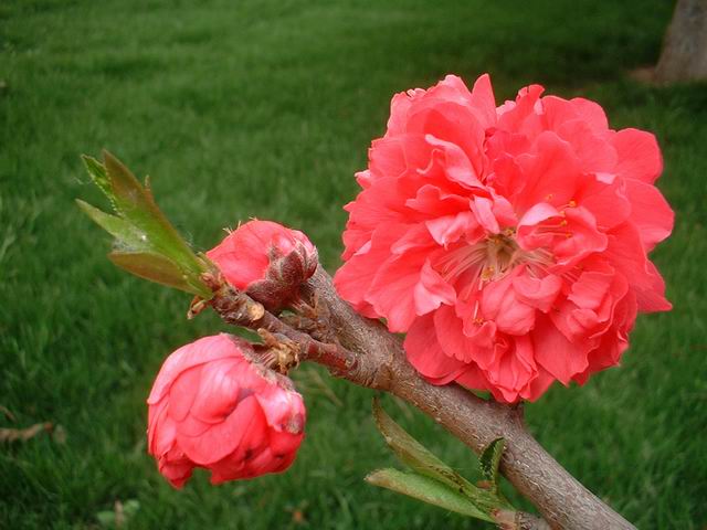 春花