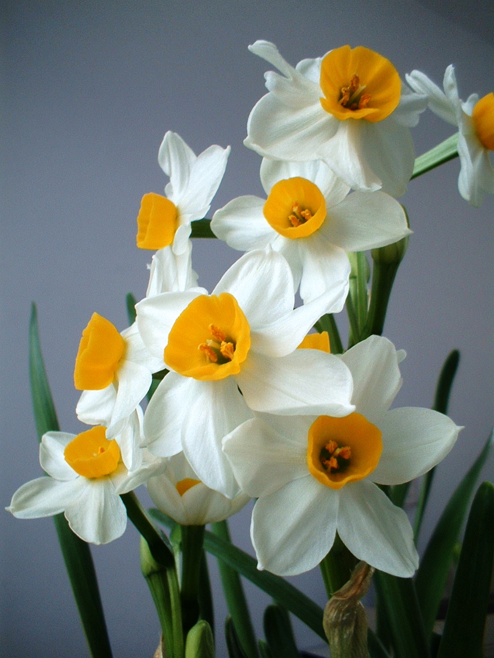 水仙花