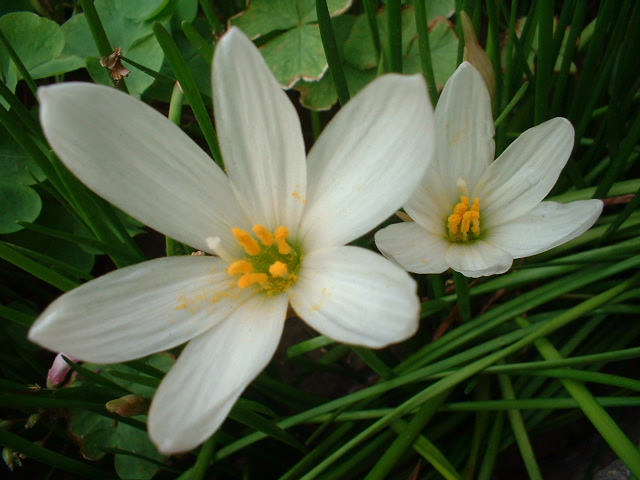 韭菜花