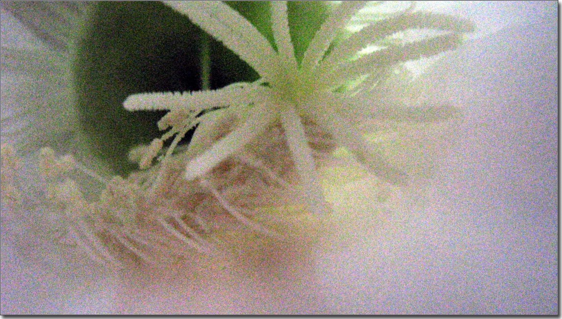 花蕊