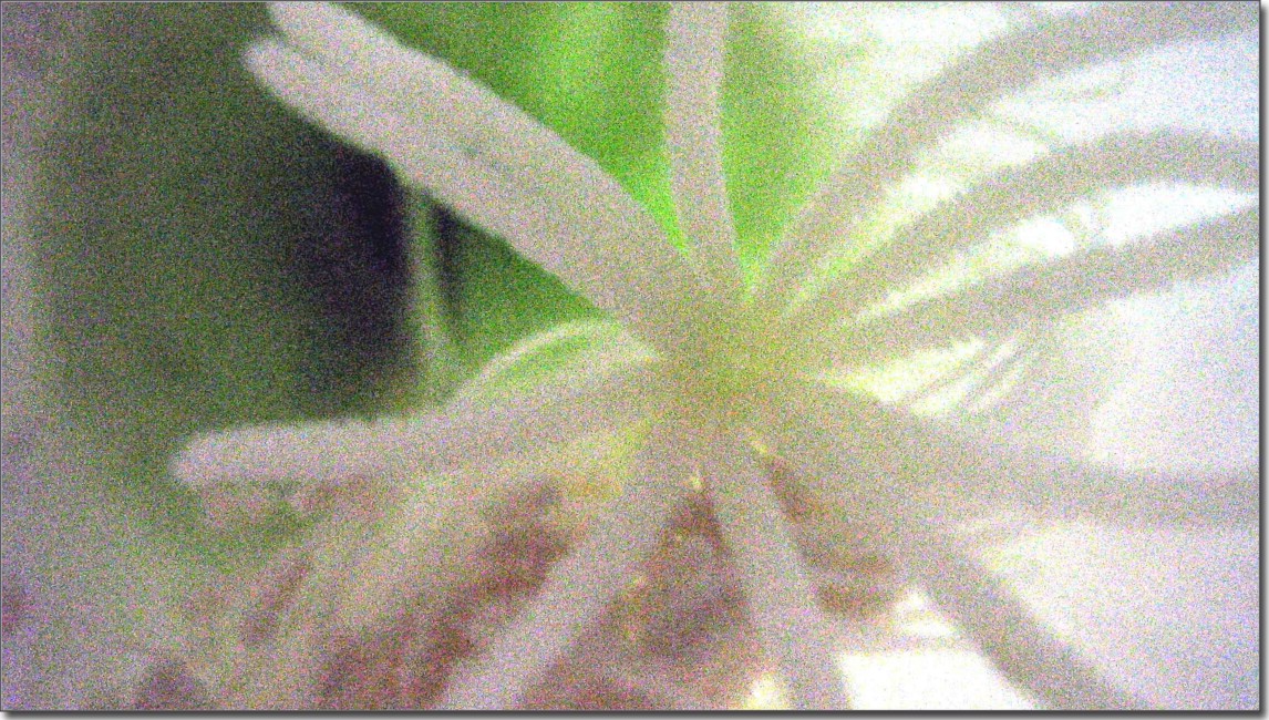 花蕊