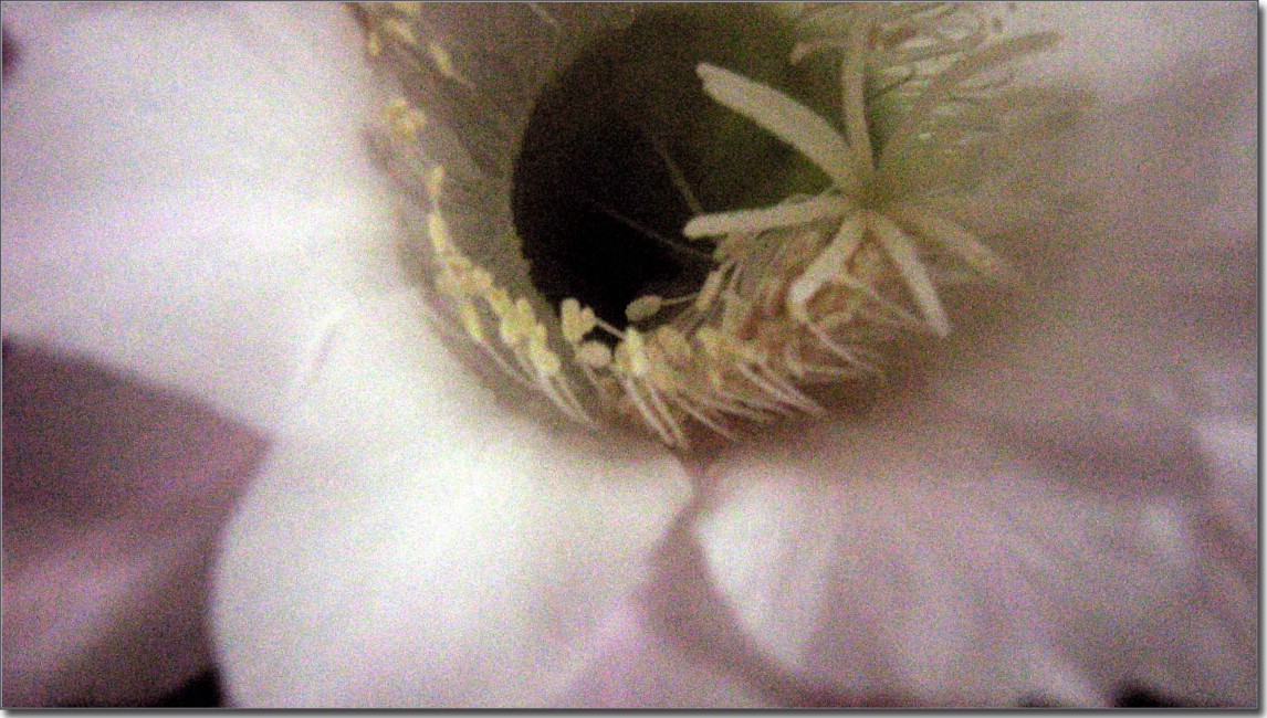 花蕊