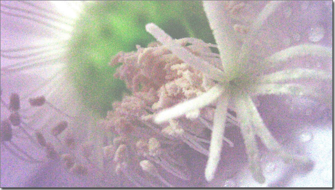 花蕊