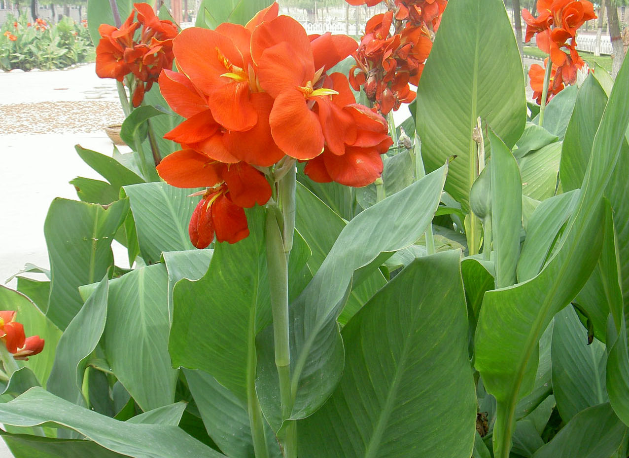 习作 火红的季节