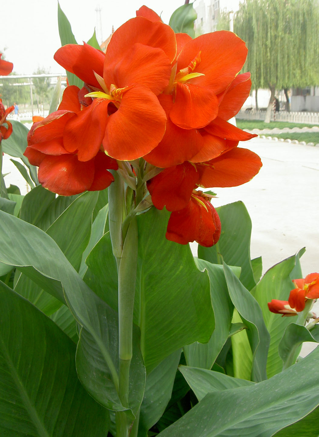 习作 火红的季节
