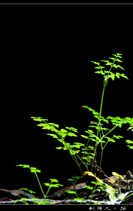 【原创】 “生 命 的 赞 歌”  ！