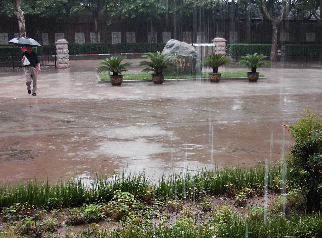雨中即景