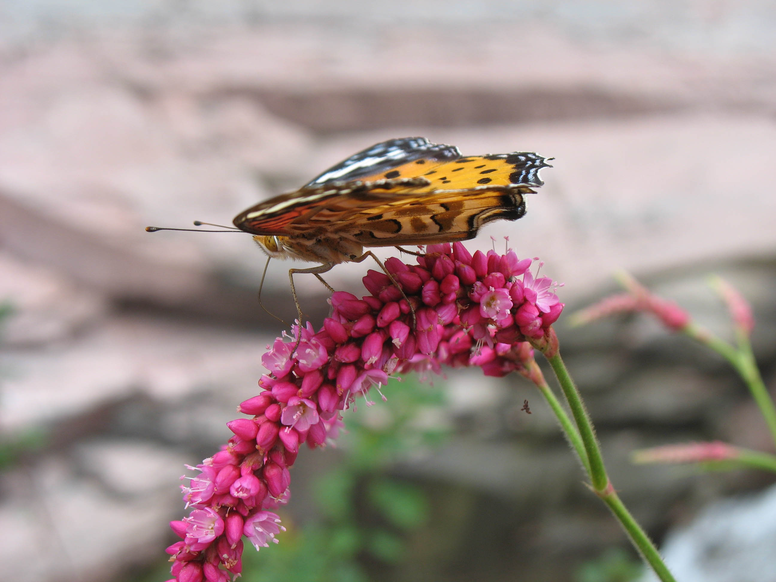 蝶恋花