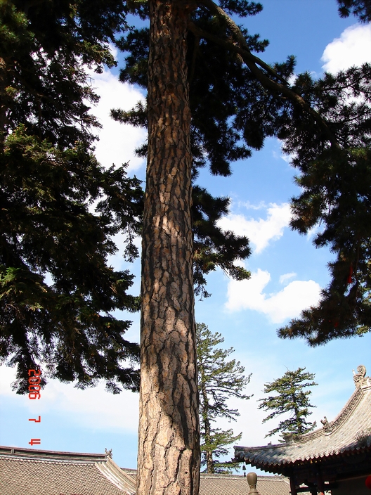 岁月雄姿