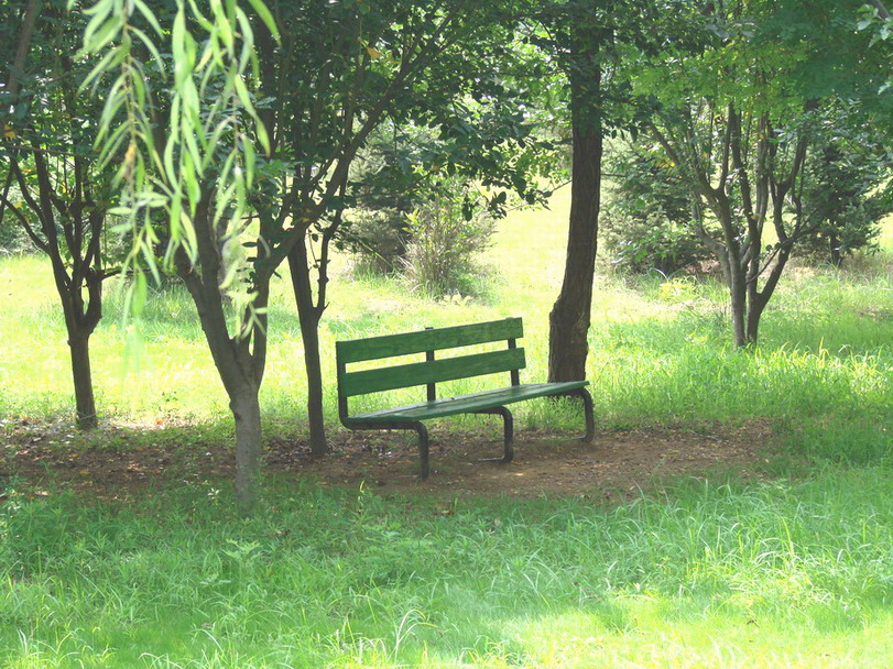 夏日绿荫