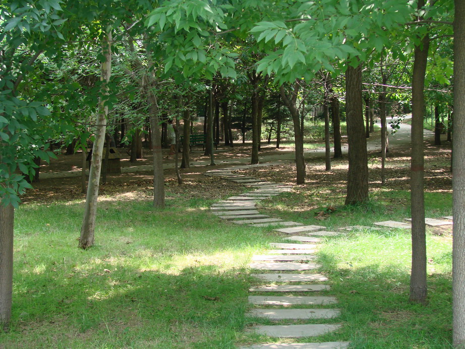 夏日绿荫