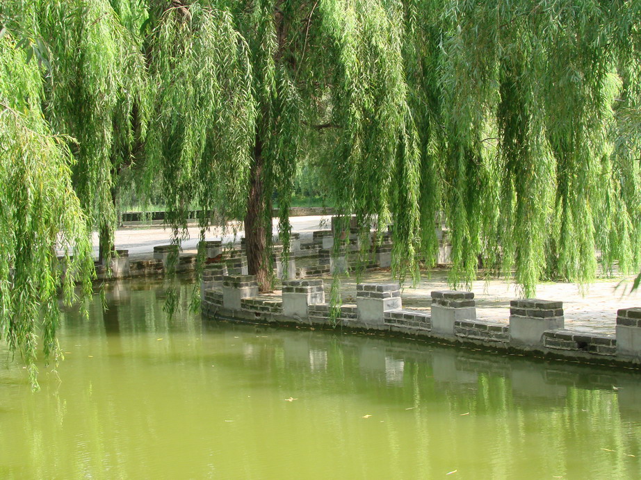 夏日绿荫