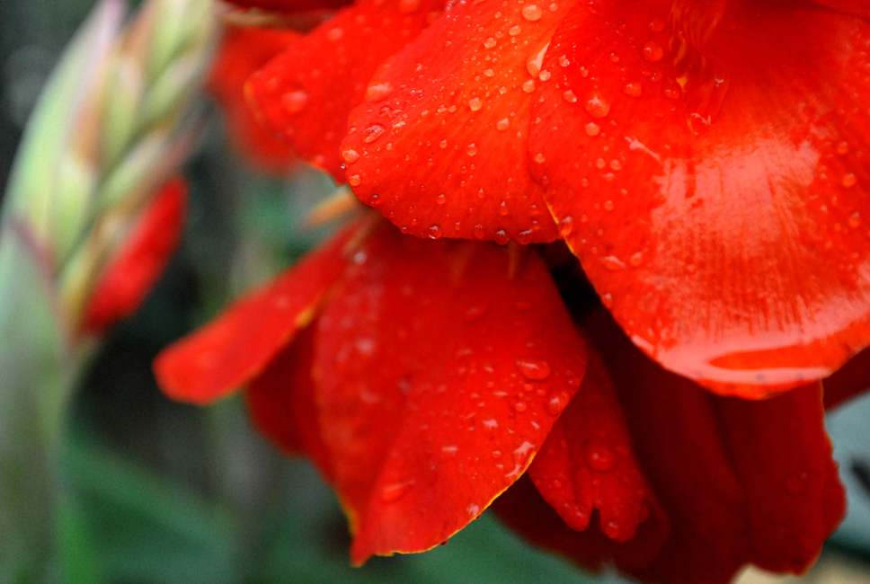 雨后看花