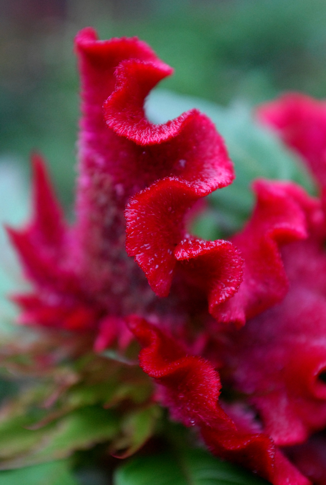 雨后看花