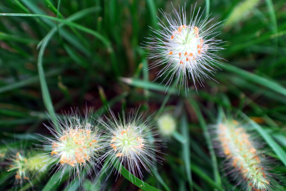 雨后看花