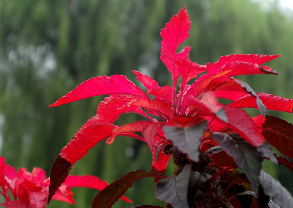 雨后看花