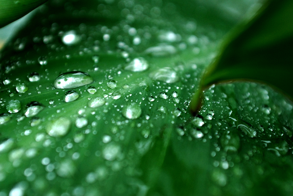 雨后看花