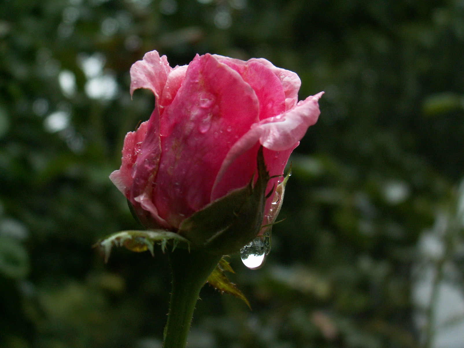 雨后