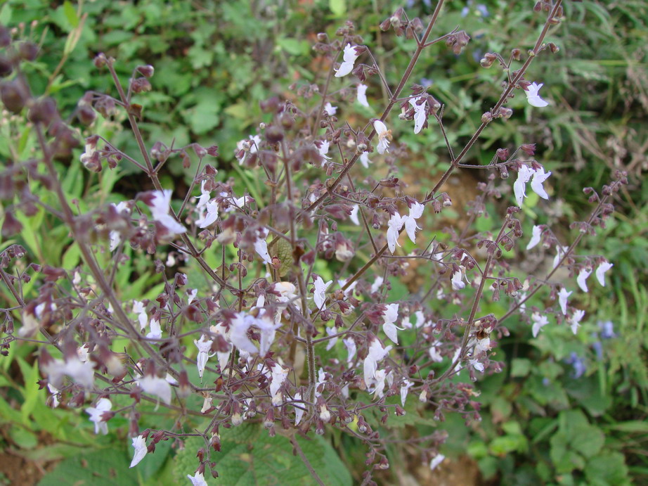 关山行——山花烂漫