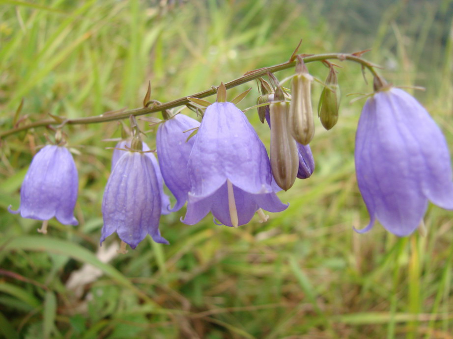 关山行——山花烂漫