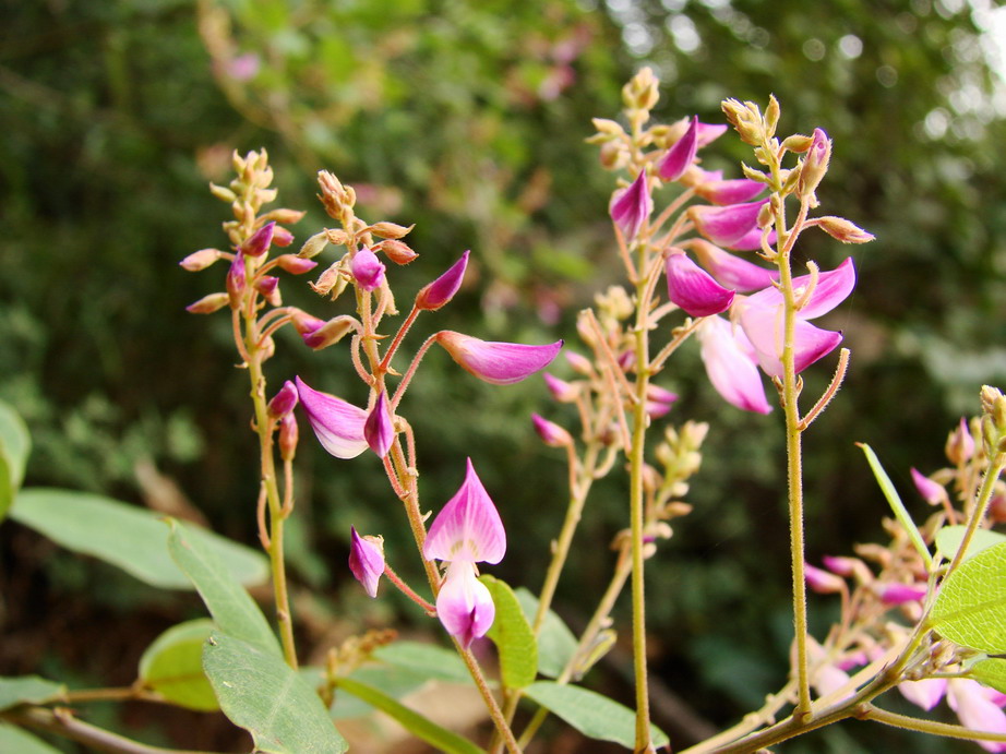 关山行——山花烂漫