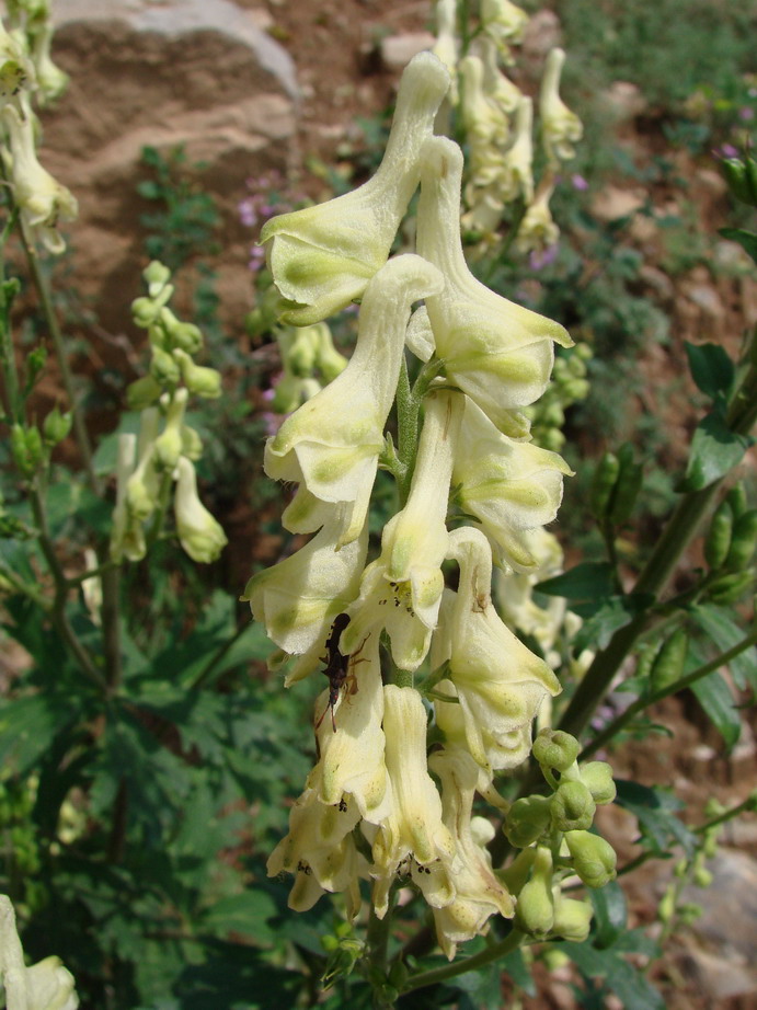 关山行——山花烂漫