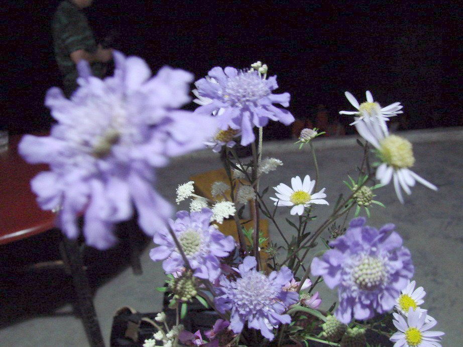关山行——山花烂漫