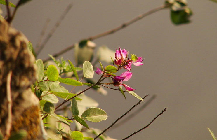关山行——山花烂漫
