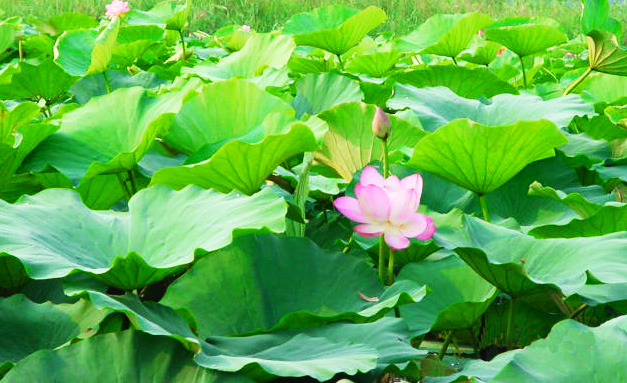微山湖观荷