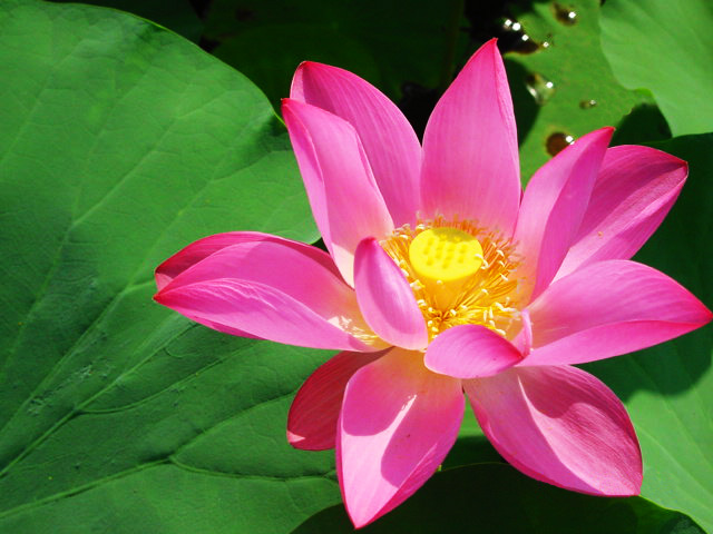 微山湖观荷