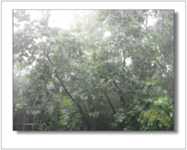 雨中摇曳的树