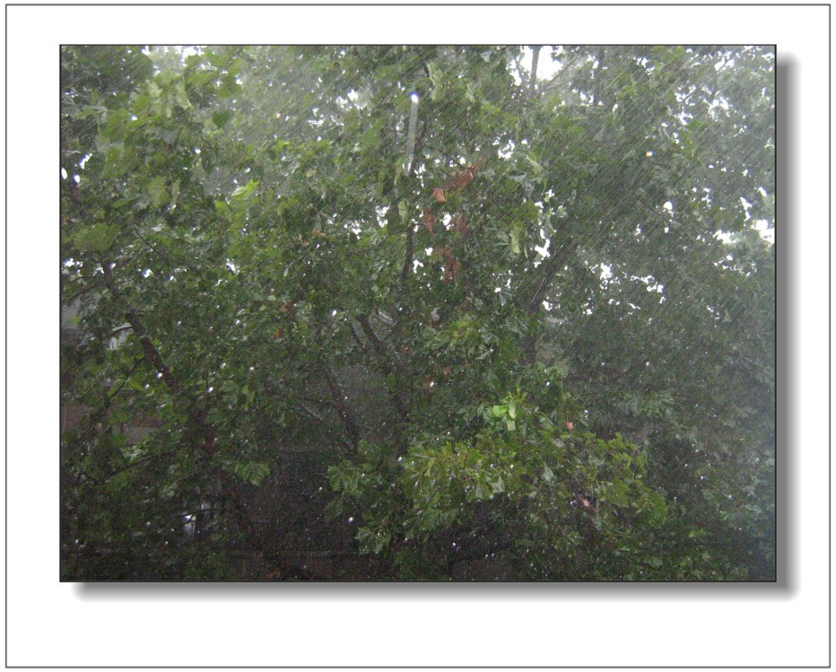 雨中摇曳的树