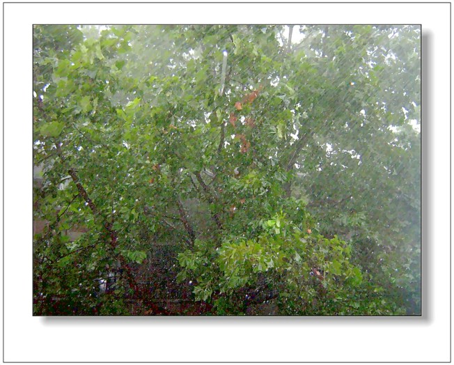 雨中摇曳的树
