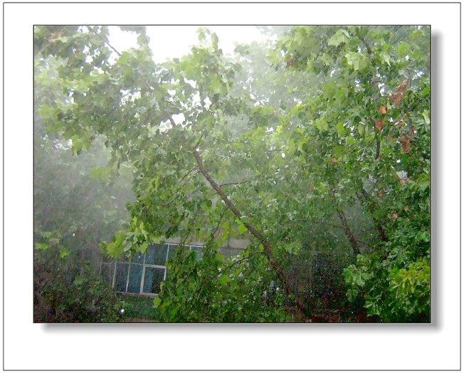 雨中摇曳的树