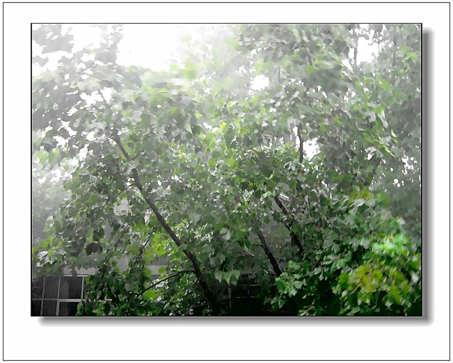 雨中摇曳的树