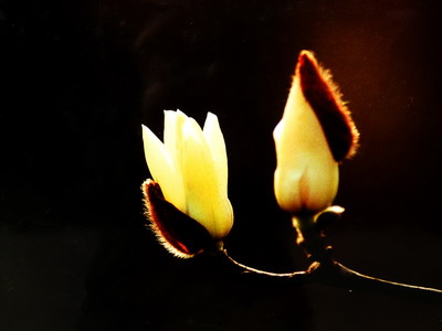 [原创]小花小草