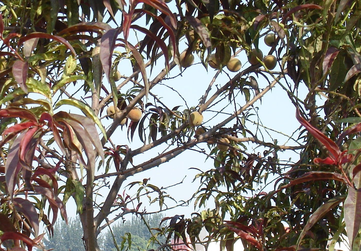 小区秋桃