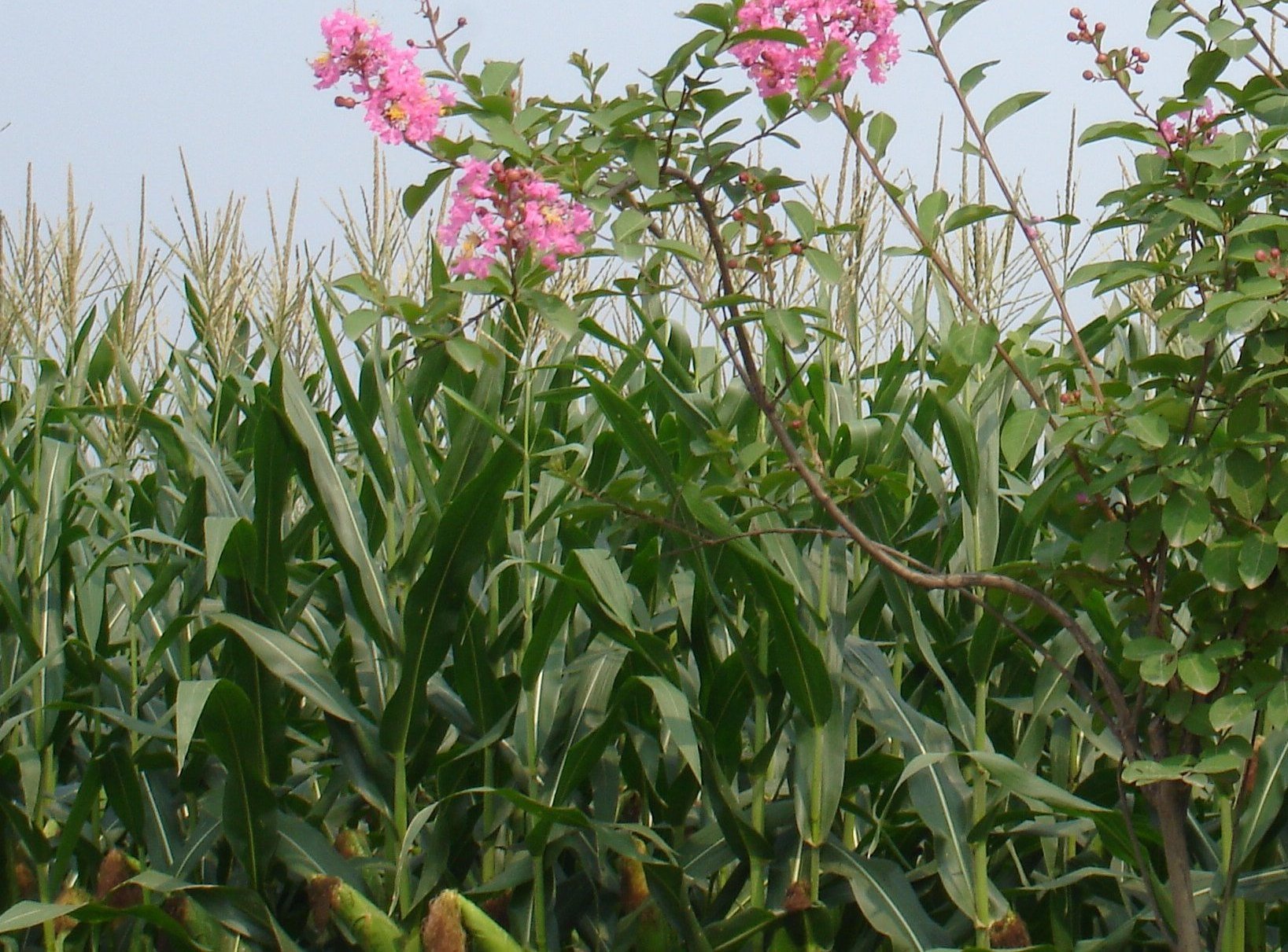 花开果熟