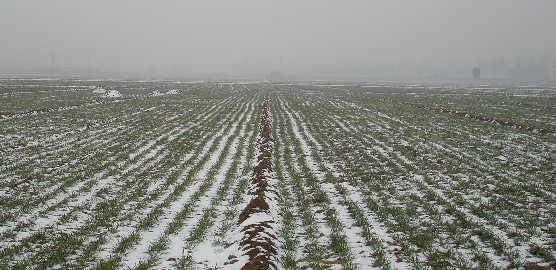 春雪