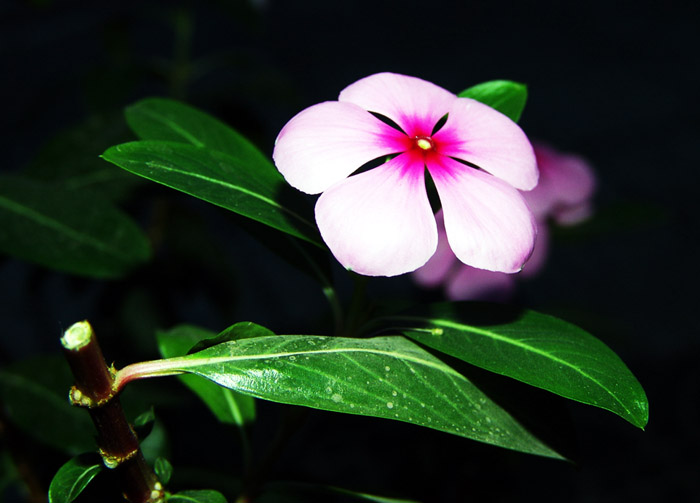 花