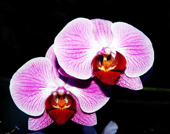 花