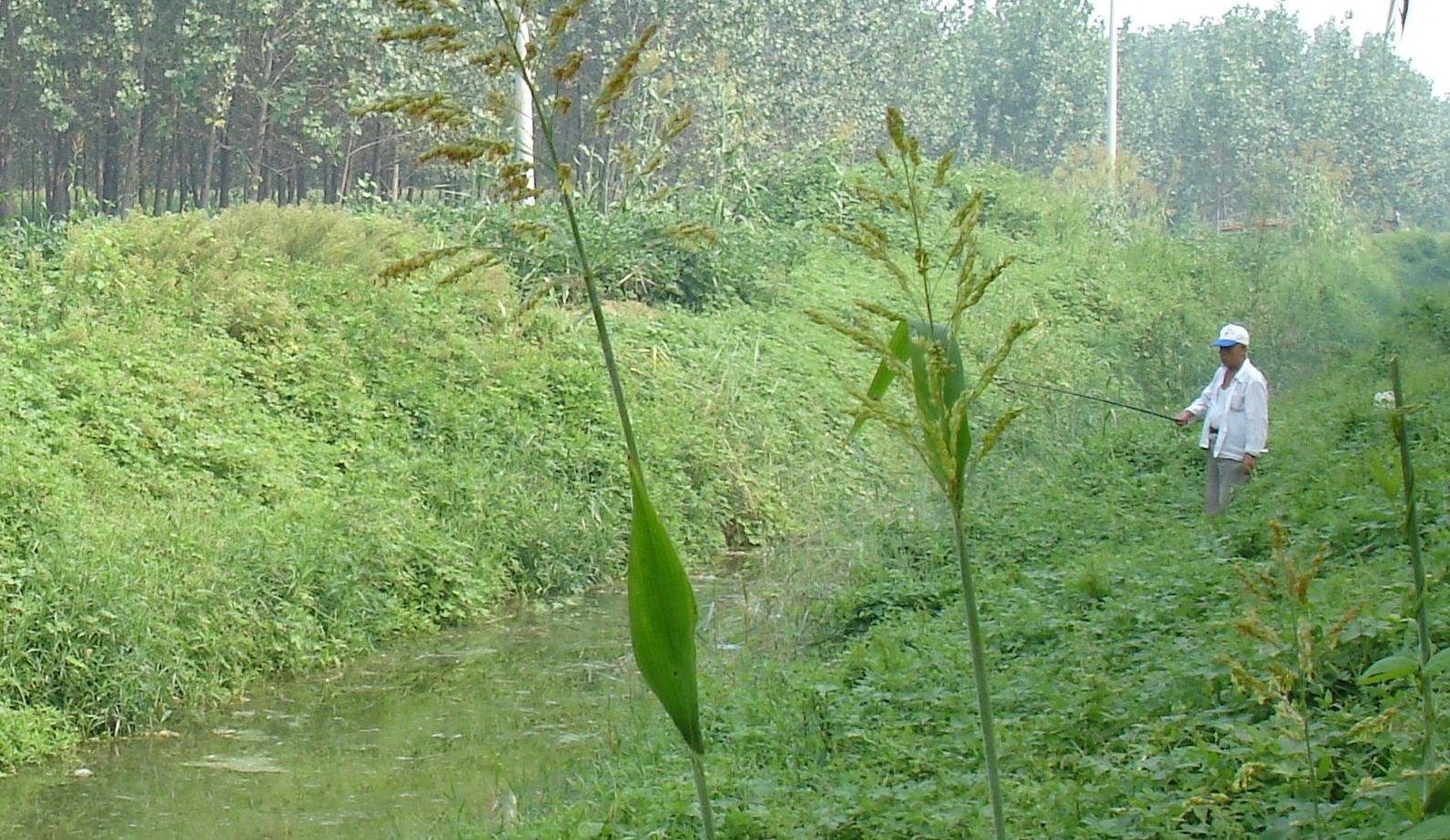 小溪鱼情