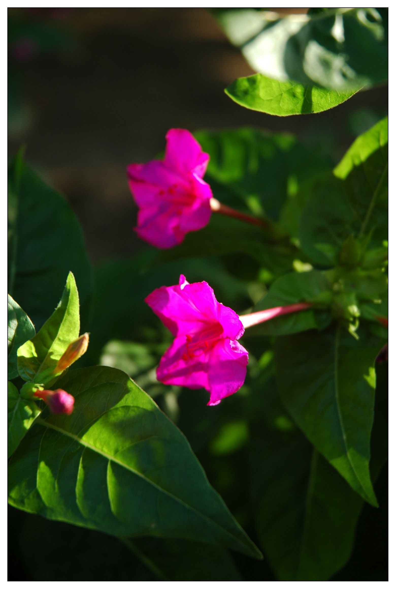 花花草草