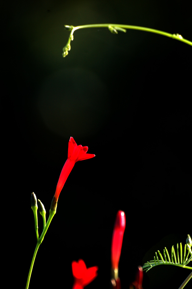 花语