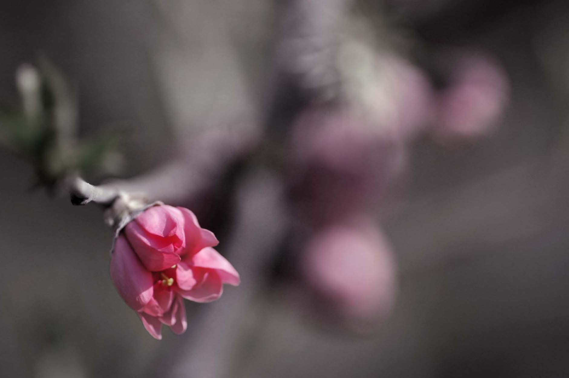 花语