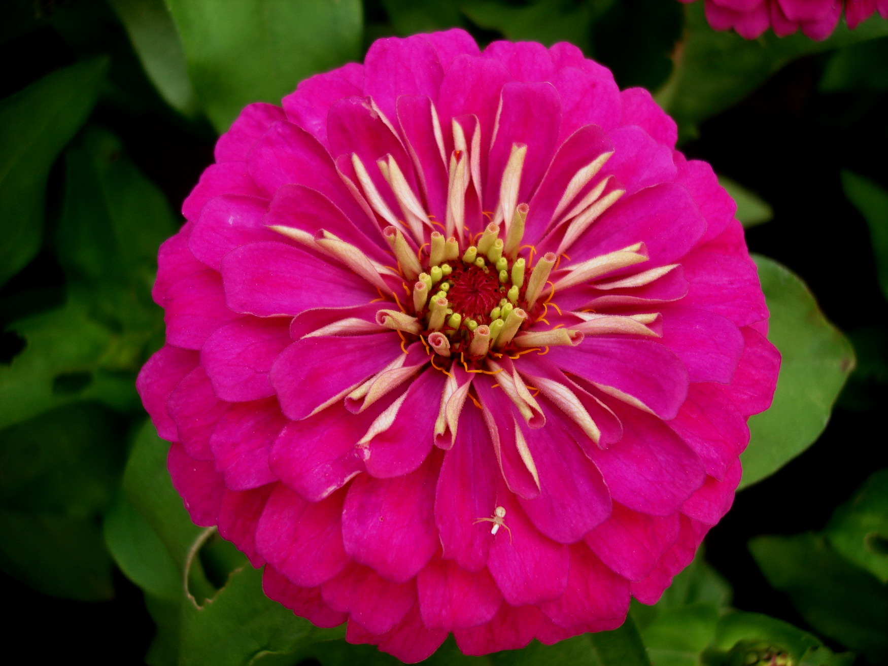 小花