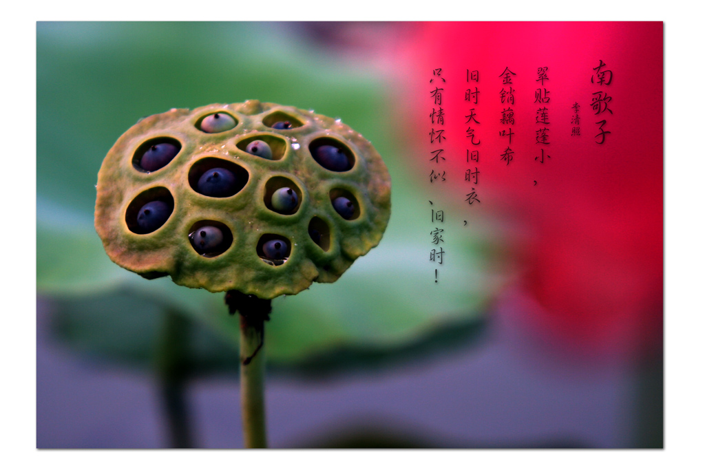 濮上园拍荷