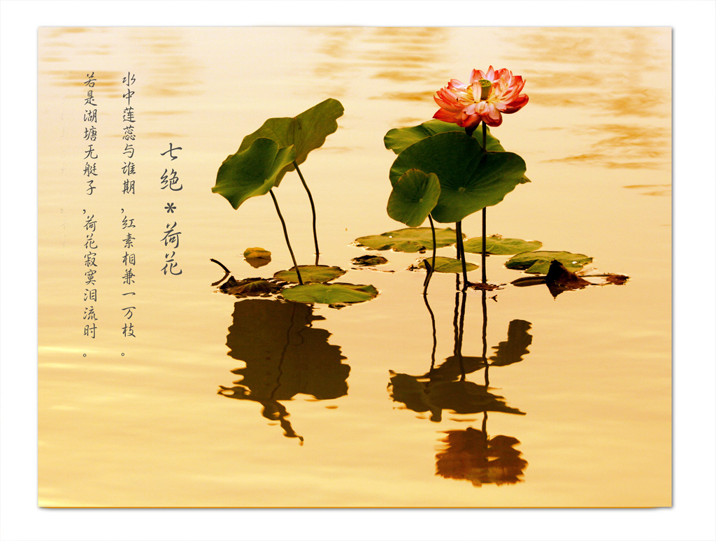 濮上园拍荷