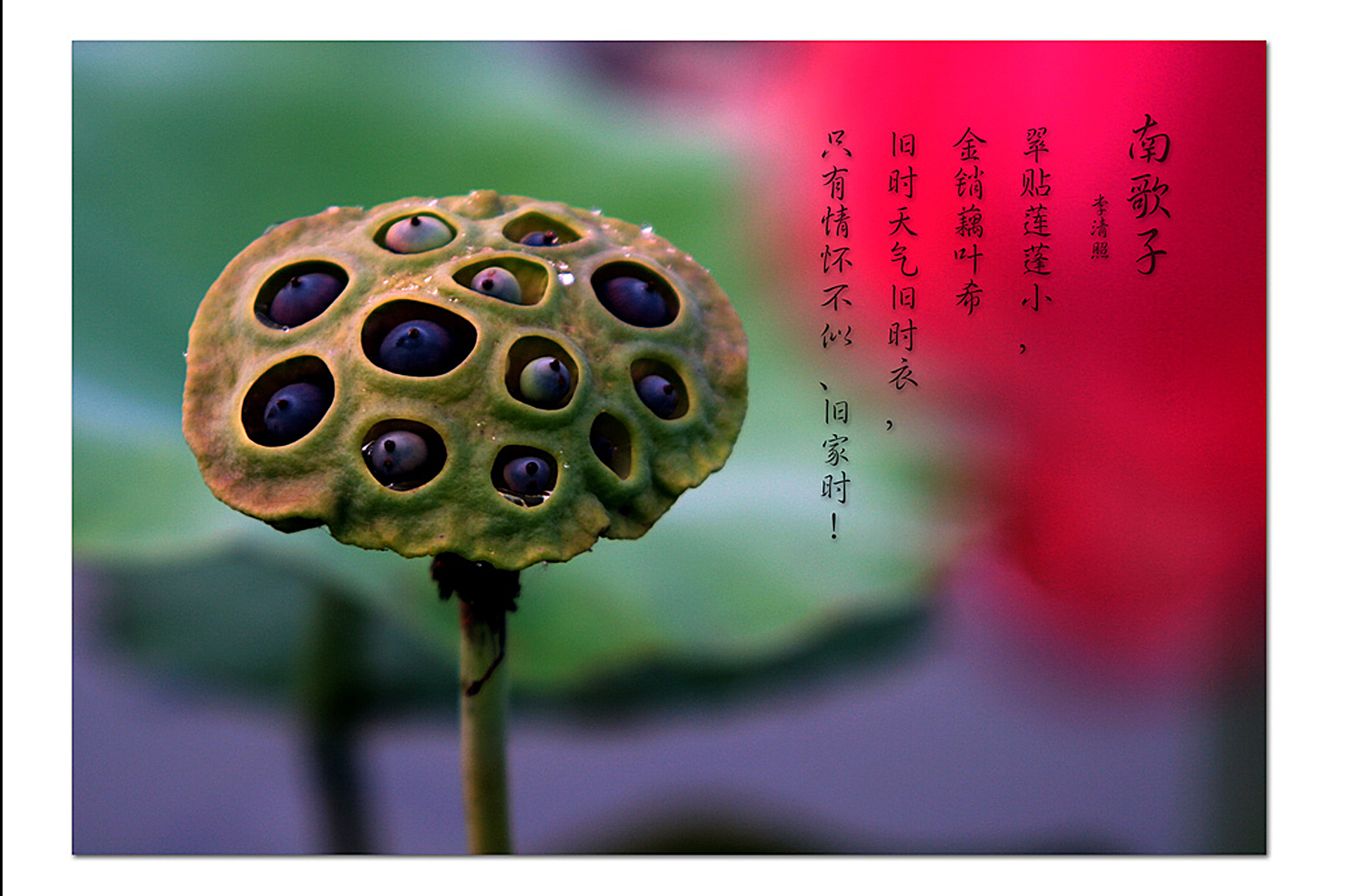 [推荐]天雨佳作－濮上园拍荷
